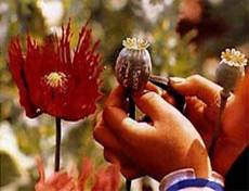 An Afghan farmer collects raw opium from poppies, in a village outside Balkh province, about 310 miles north of Kabul May 6, 2006.

Picture: REUTERS/Ahmad Masood