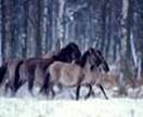 Kudde van wilde paarden