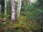 Участок леса в Западной Сибири с почвенным разрезом